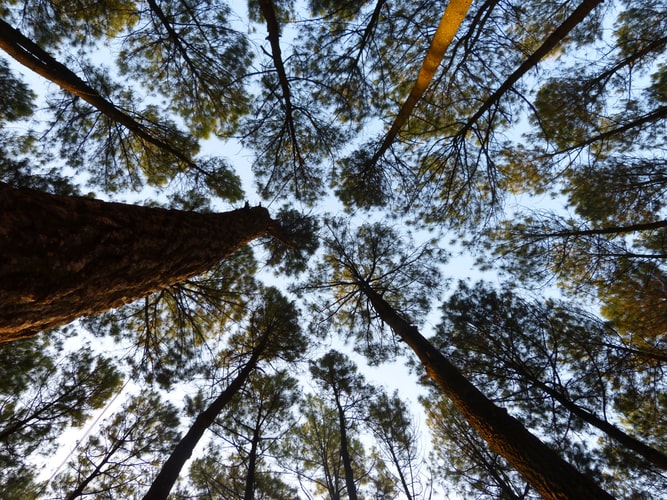 Hutan Pinus Mangunan