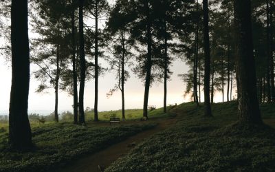 Hutan Pinus Mangunan Tempat Untuk Berehat Bersama Keluarga